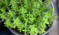 دستیابی به روشی نوین برای ارتقای ترکیبات دارویی «آویشن شیرازی» با استفاده از فناوری پلاسما