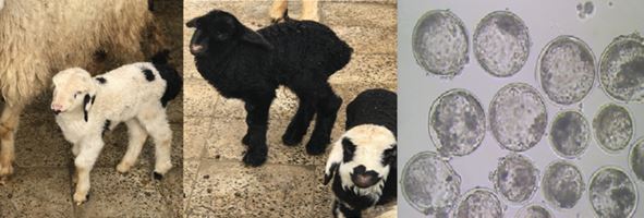 پژوهش‌های پیشرفته در مهندسی ژنتیک و بیوتکنولوژی تولیدمثل: کاربرد تلفیقی CRISPR/Cas9 و لقاح آزمایشگاهی (IVF) در اصلاح نژاد هدفمند دام