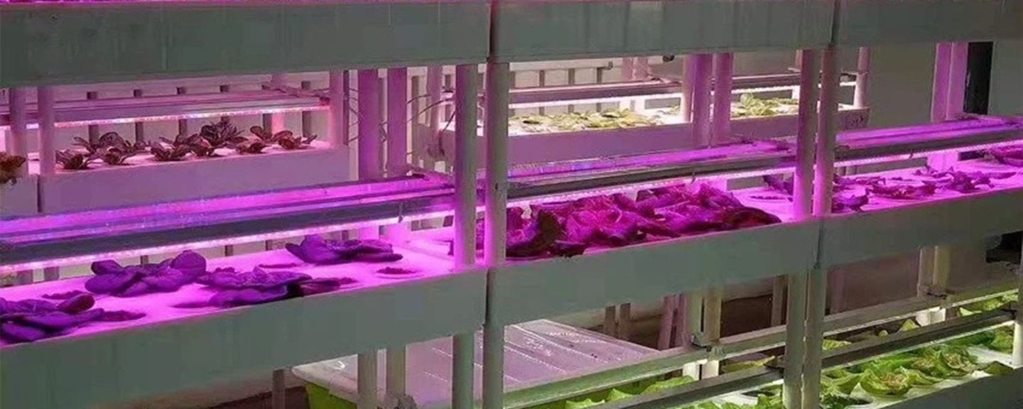 دستیابی به راهکاری نوین برای بهینه‌سازی ریز ازدیادی گیاهان با استفاده از نورهای LED در ایران